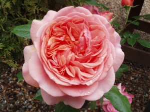 THE DUCHESS OF CORNWALL (hybrid tea)